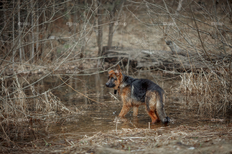 German shepherd young male dog walking outdoor at spring day