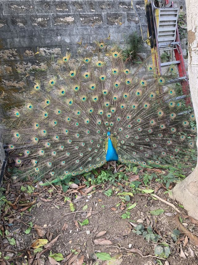 a peacock flaunting its tail