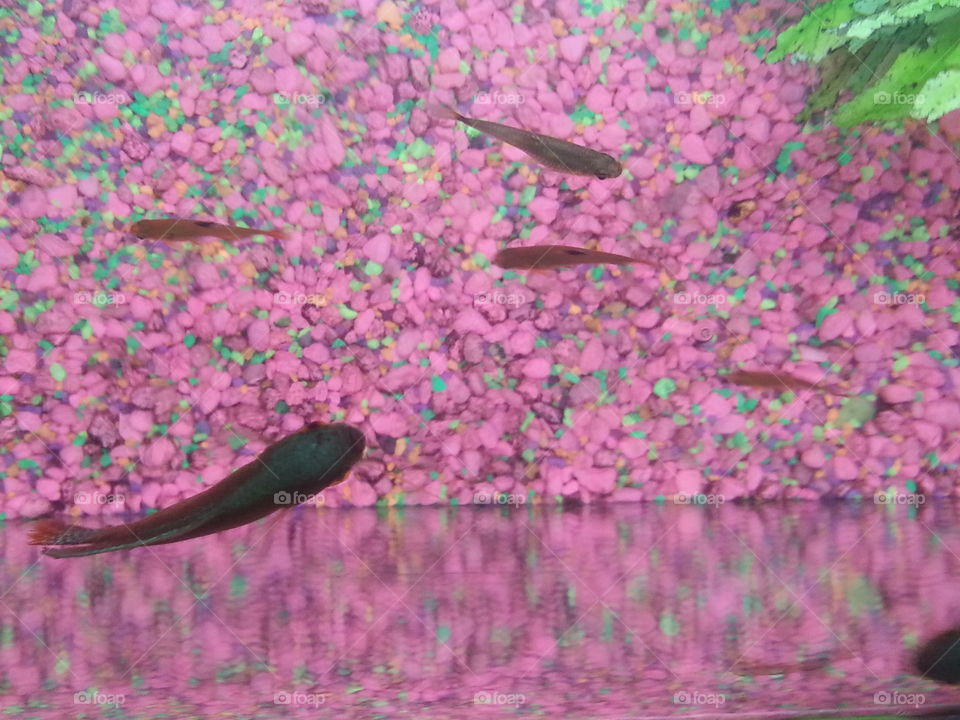 Looking at Class. School of fish spying on what they Learn