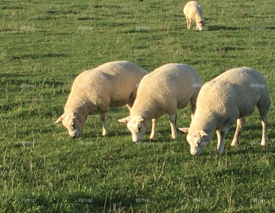Three sheep eating in unison, with one eating alone further back. A walk through the English countryside today. There’s something about the natural formation of the sheep that was quite eye catching for me.