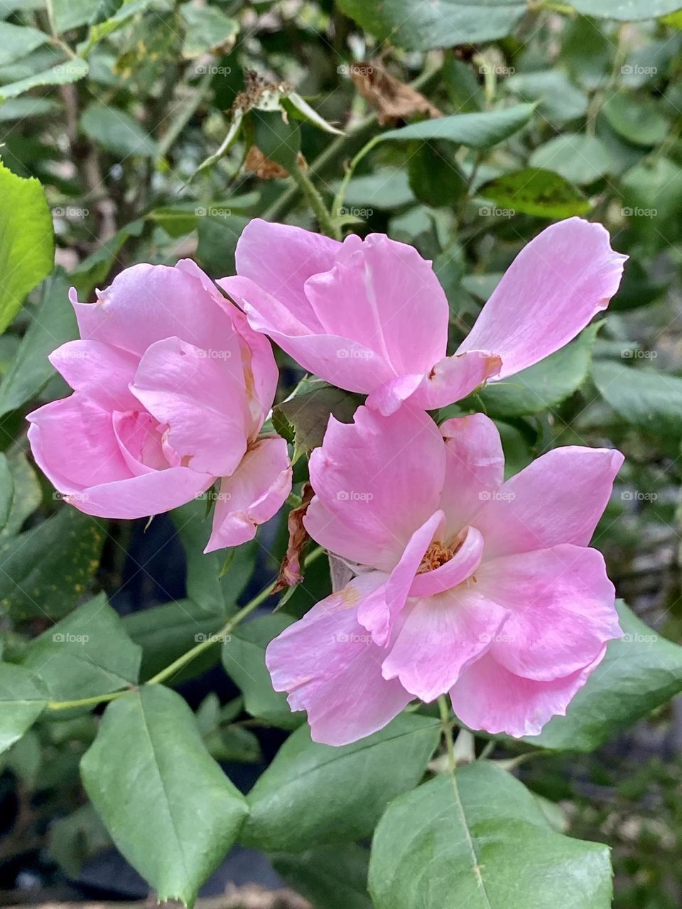 Beautiful pink flowers, looks lovely in the summer time, especially at an event.