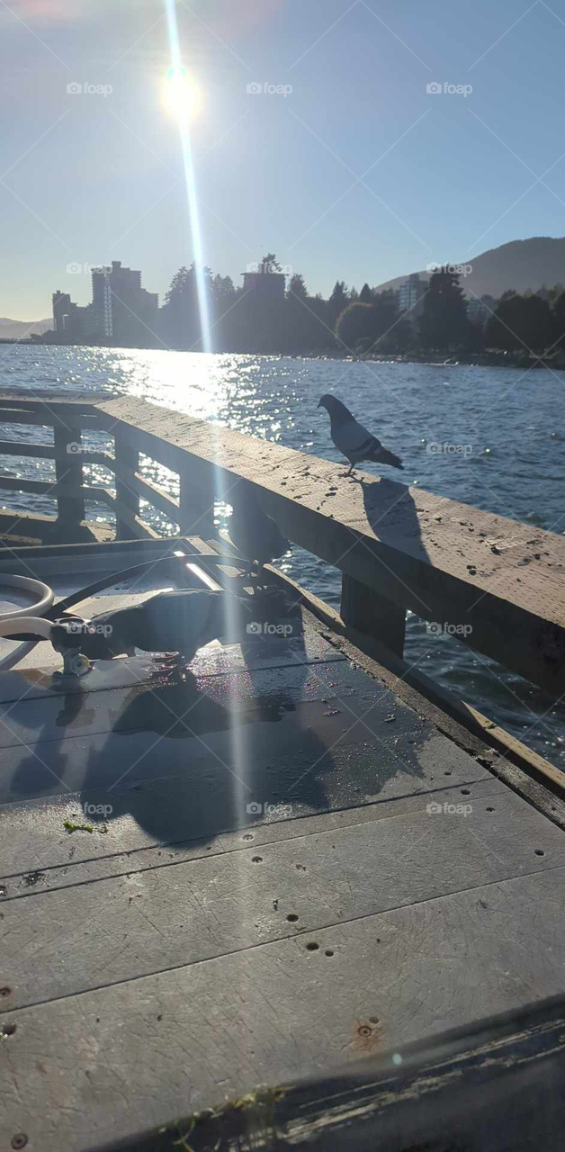 resting pigeon on the railing
