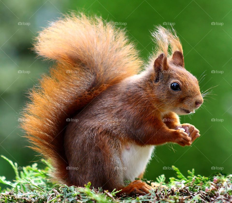 esquilo 🐿️ e um animal muito fofo e inteligênte