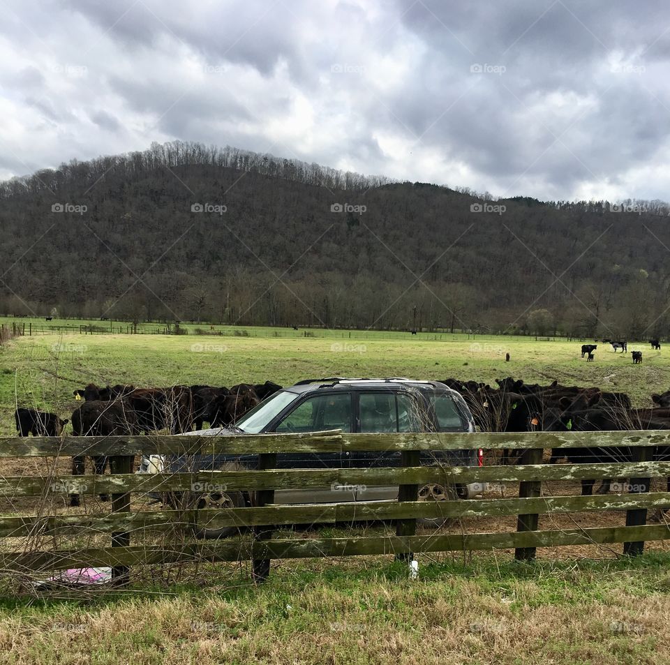 Car in pasture with cows 