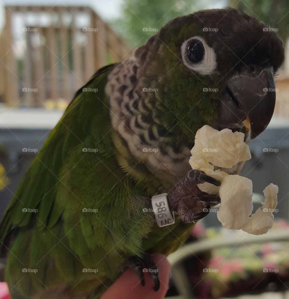 conure eating popcorn