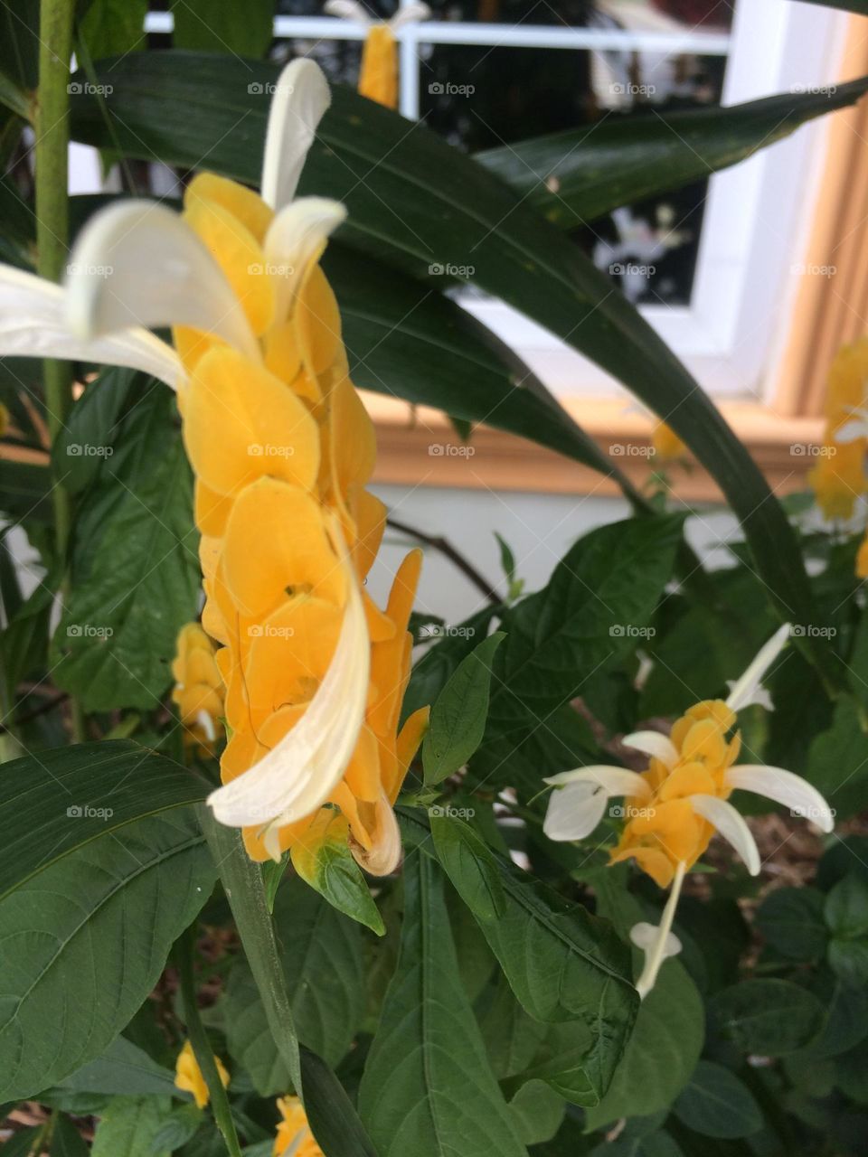 Shrimp Plant