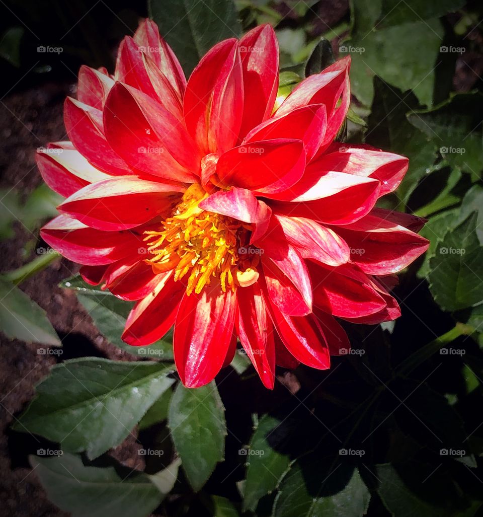 Red dahlia