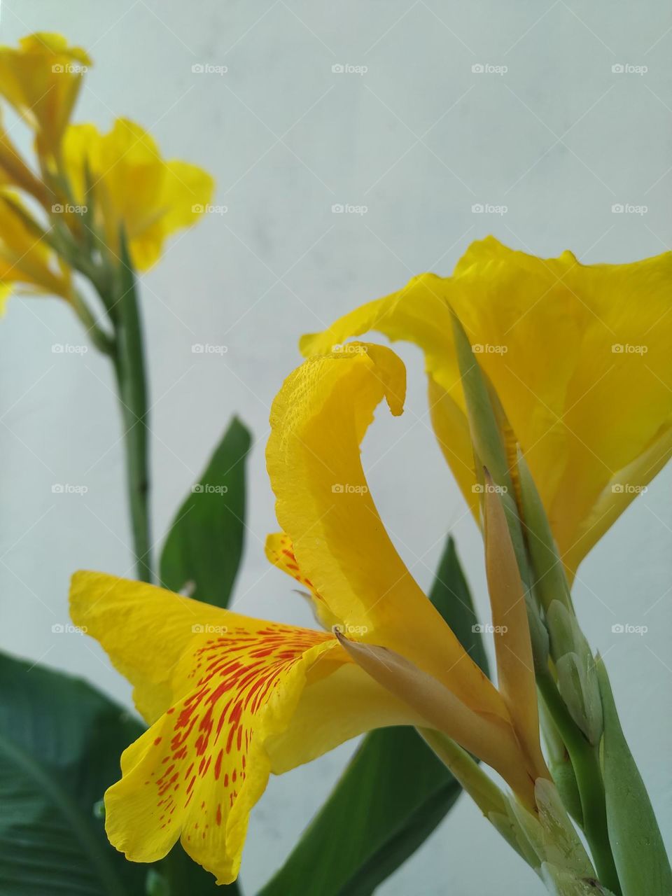 The beautiful Canna lily flowers