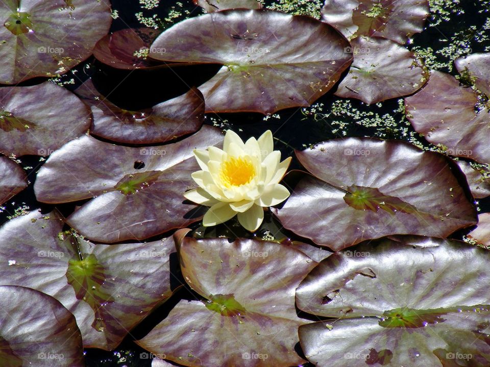 Yellow water lily 