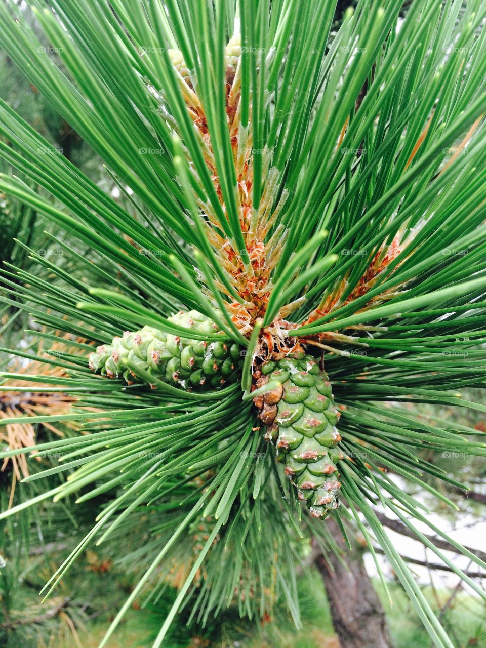 2 pine cones