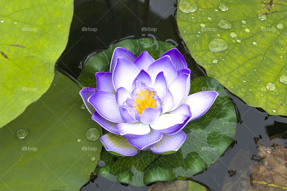 Beautiful Purple Lotus in pond.