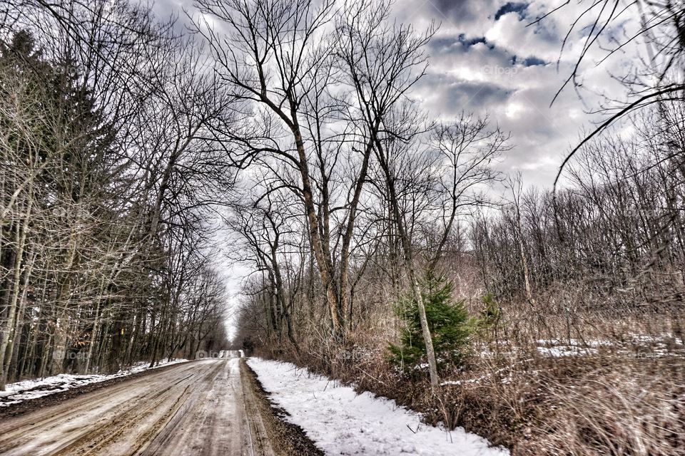 Tree Lined Road