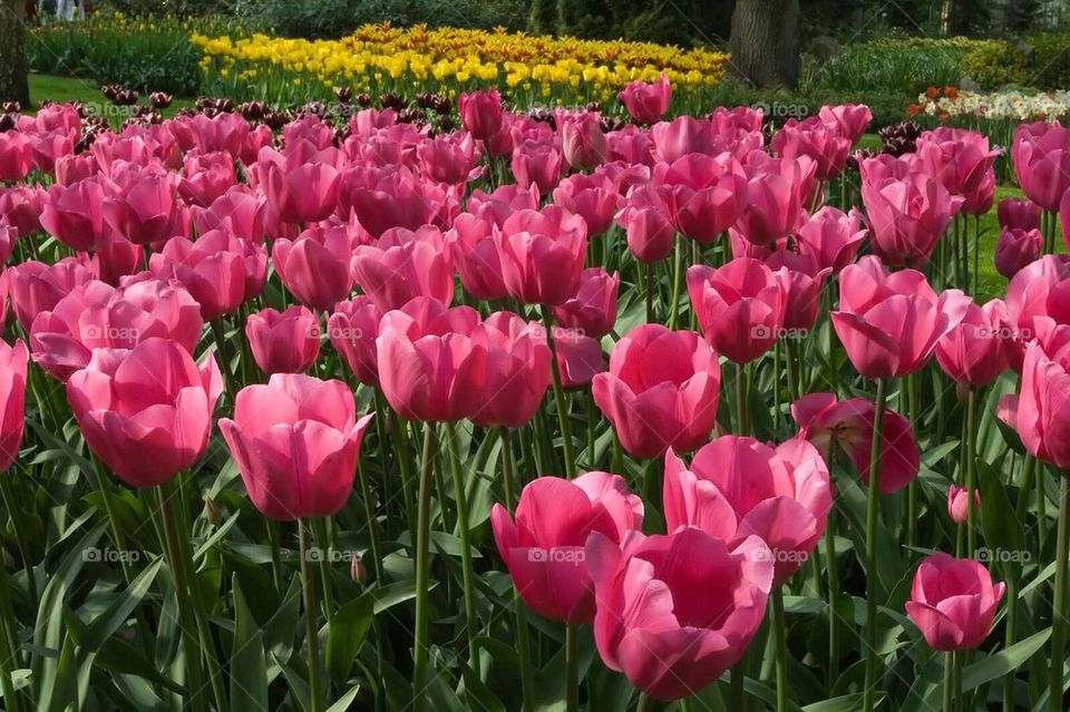 Tulips in Keukenhof