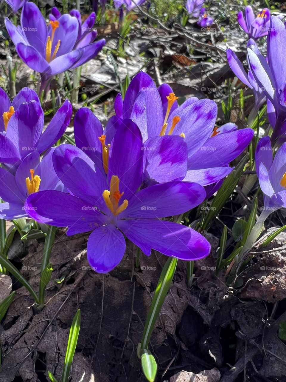 The crocus flower