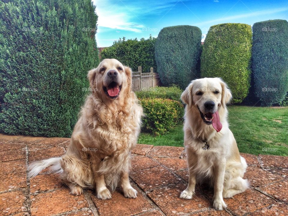 Nocas and Zoe . My lovely golden furbabies.
