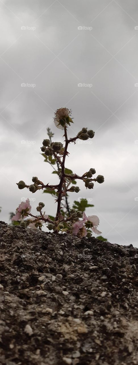 flowers and clouds