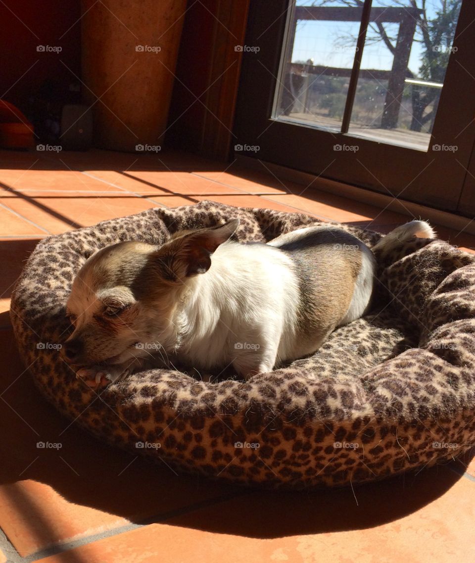 Chihuahua Sunning