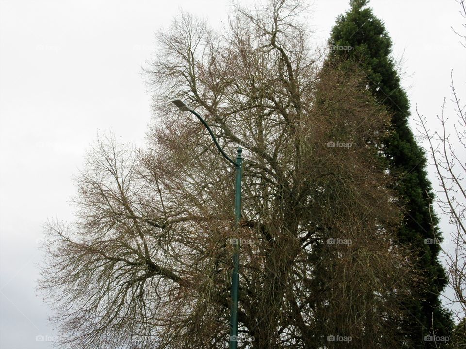tree and lamp post