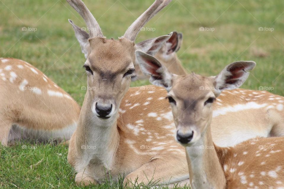Deer resting on grassy land