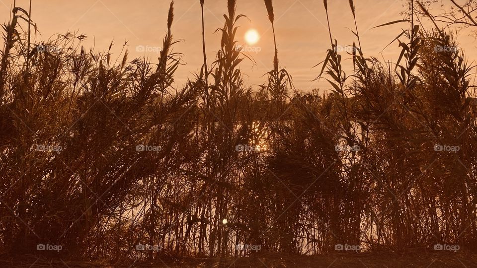 Lake grasses and Cat Tails always provide scenic views for sunsets and provide cover for lake critters that call this home and protection from the elements. 