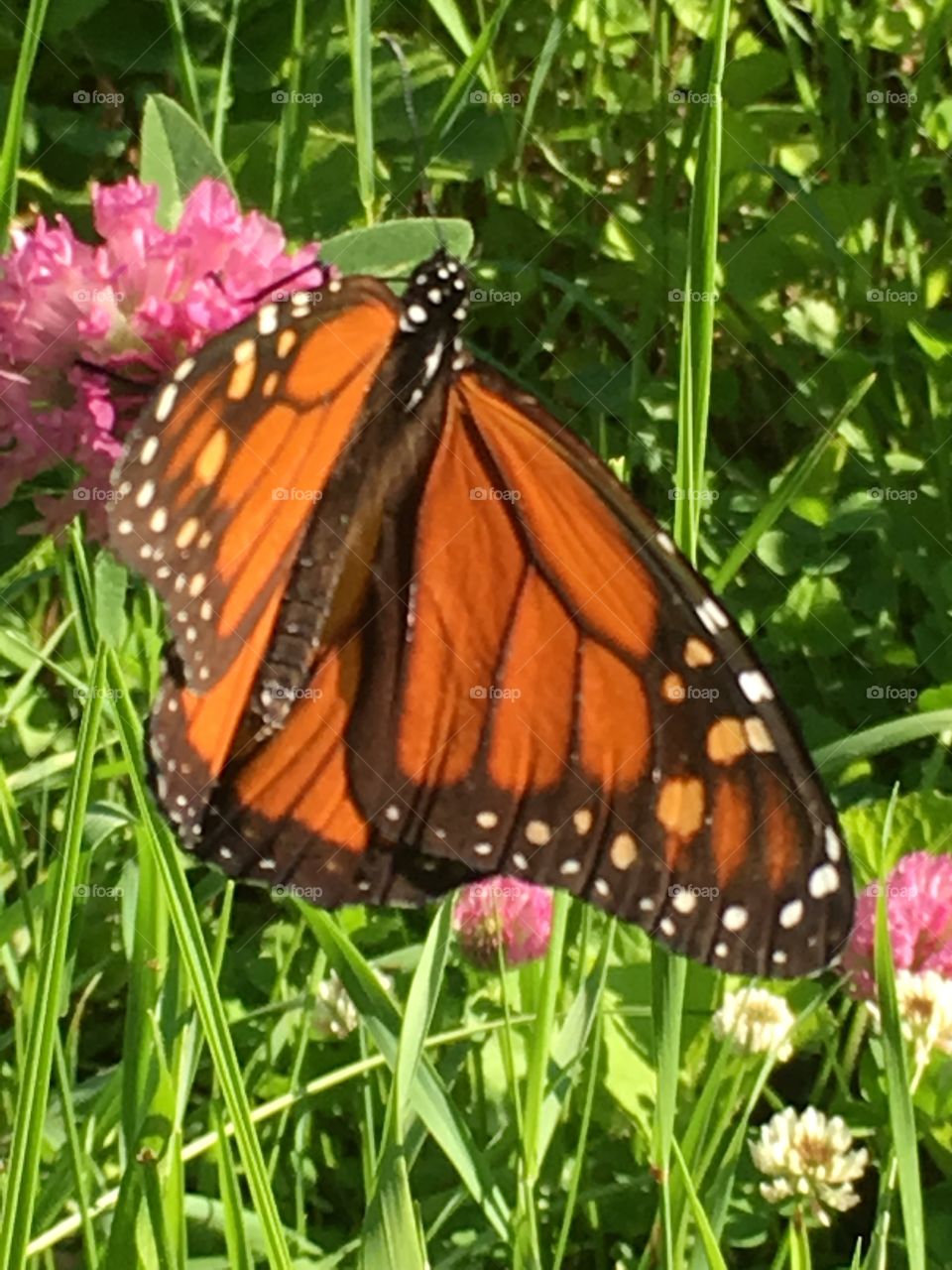 Monarch on clover