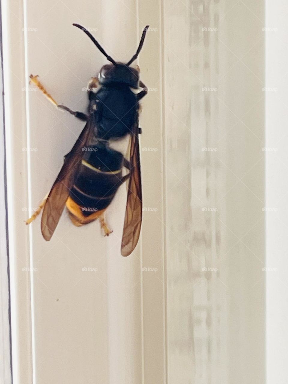 Vespa asiática- Poderosa e perigosa.