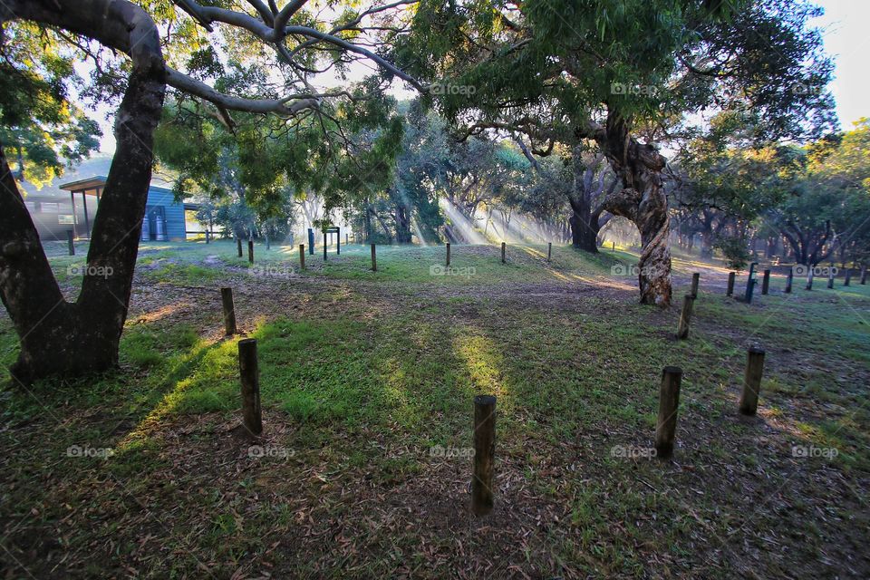 Sunlight through the morning mist