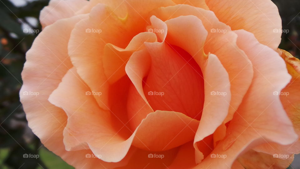 Coral Roses
Desire, Enthusiasm, Happiness
Just as a sunrise varies in intensity, coral is the dusky, subtle orange that graces the sky at first light. The coral rose still speaks of desire but also of happiness and would be a perfect “thank you” gift, or a great way to remind someone that you still desire him or her. Some popular coral roses are Sonic, the peach coral mix of Harmony.