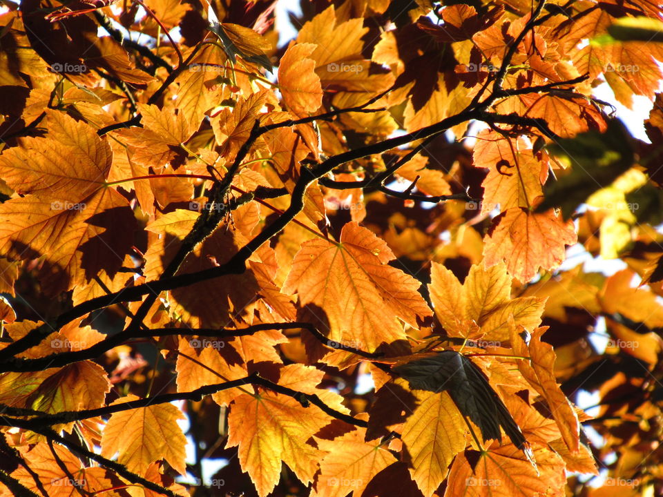 orange colour story