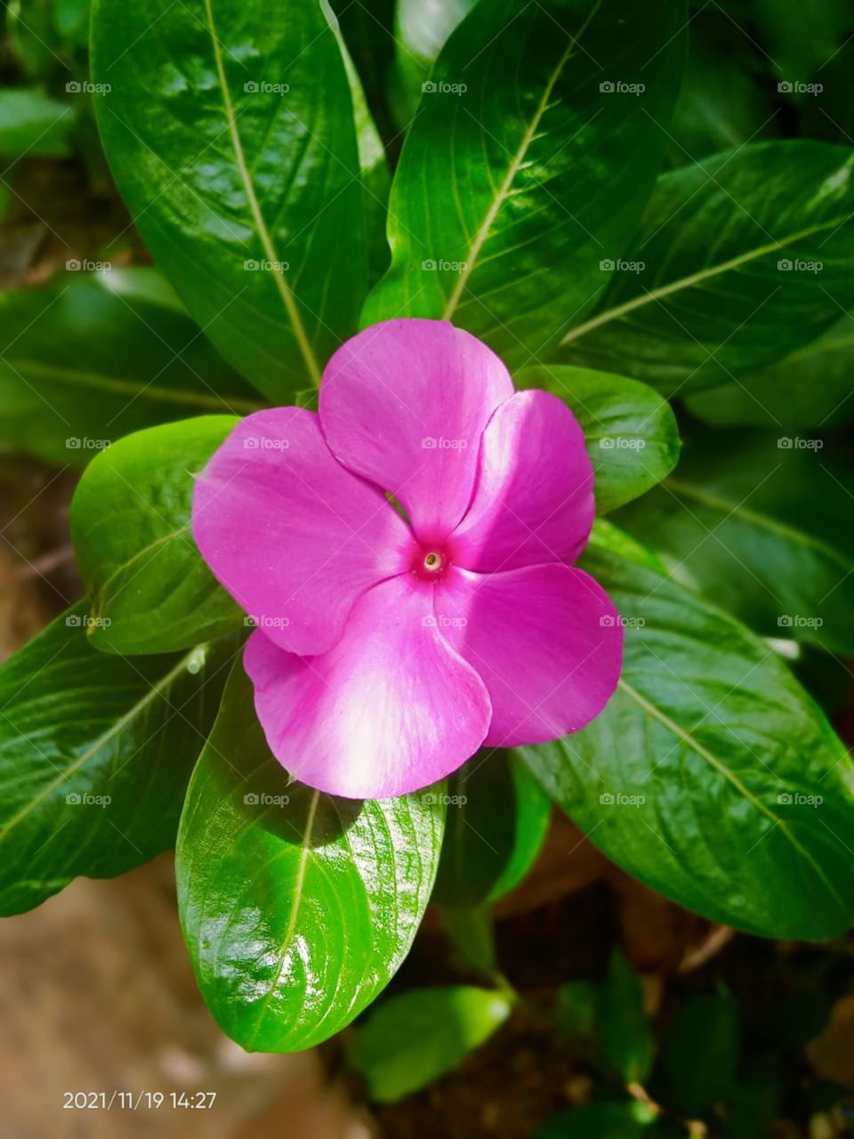 beautiful flower natural one in plant