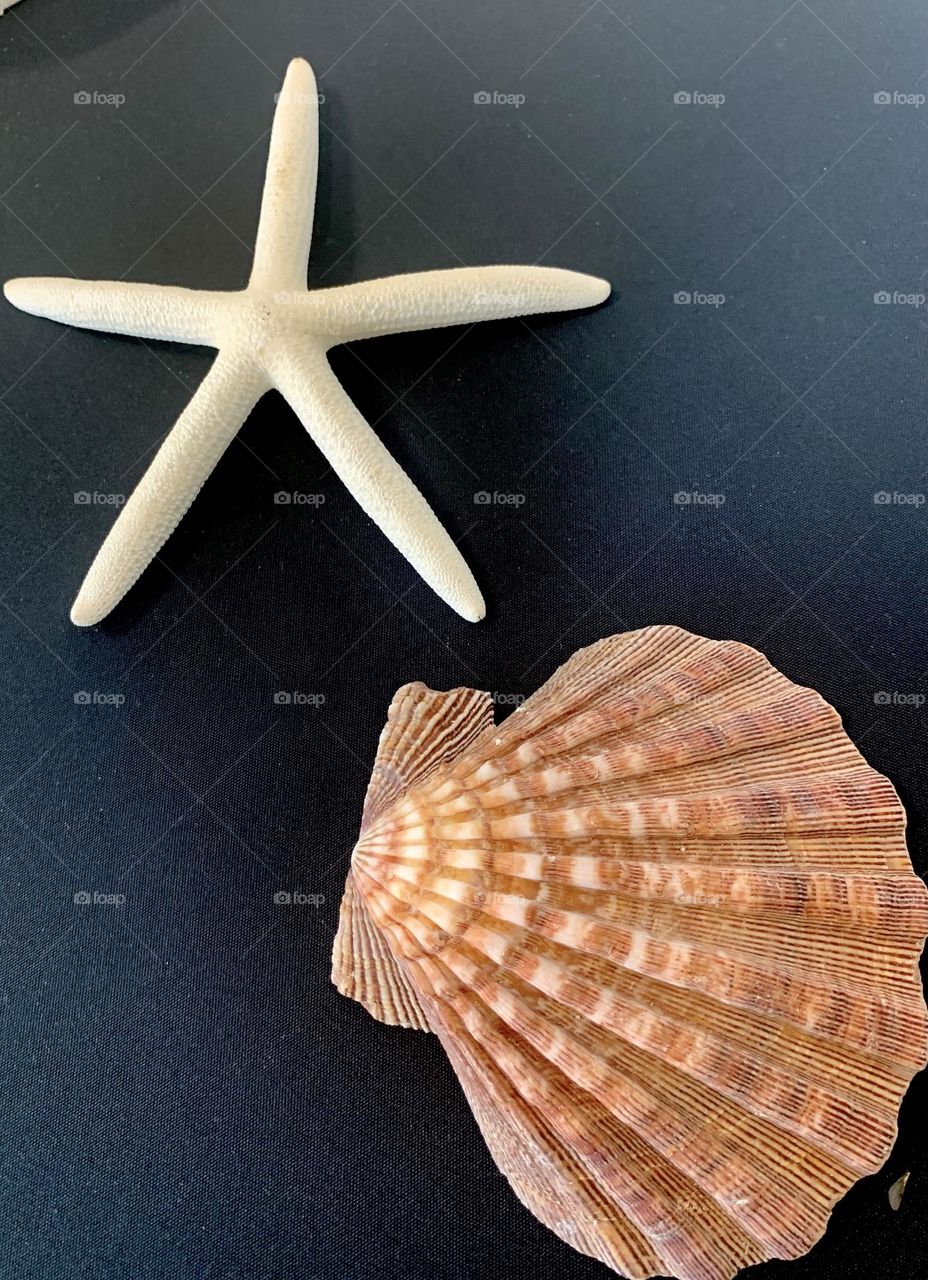 Seashell and starfish 