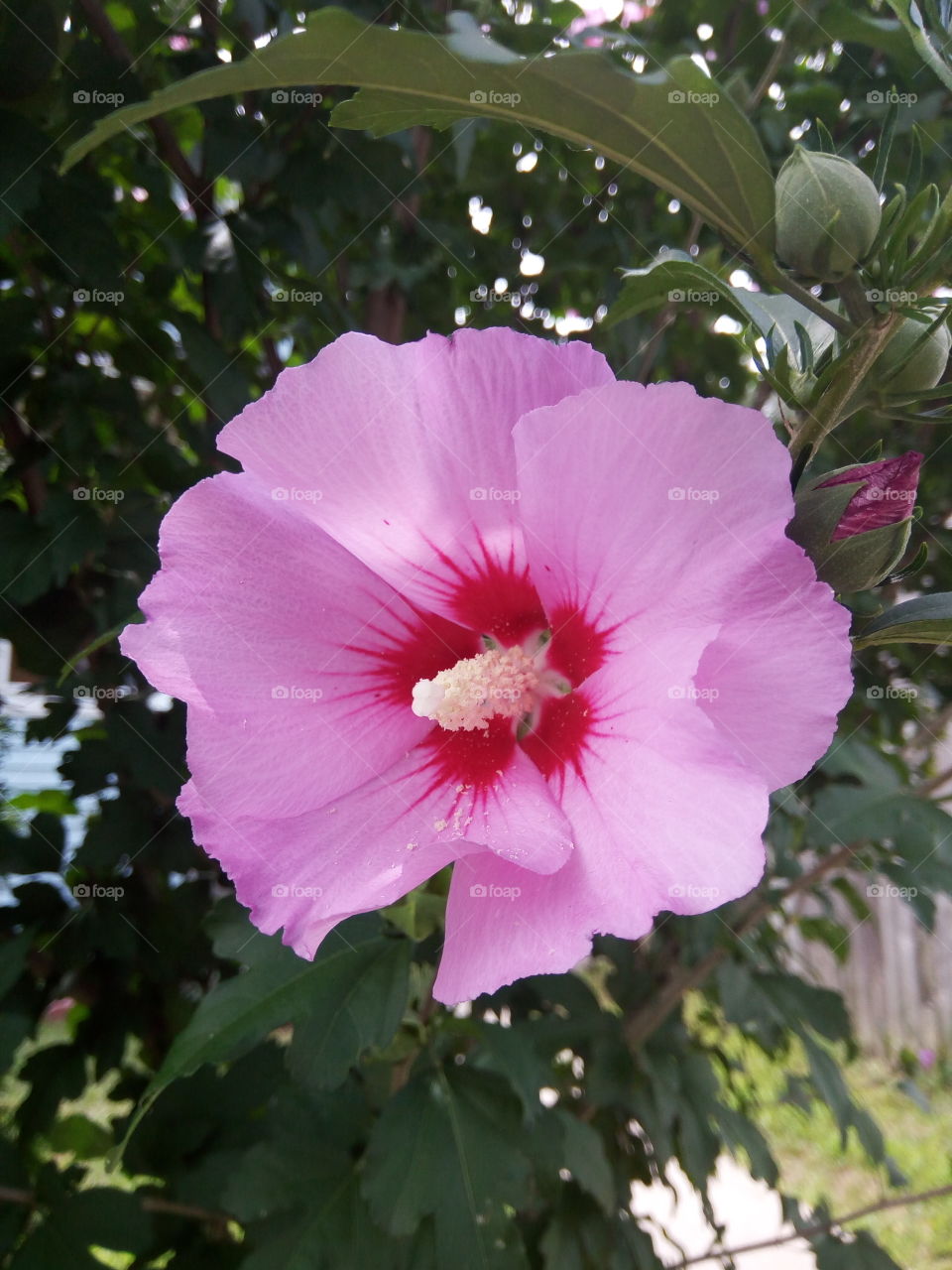 pink hibiscus