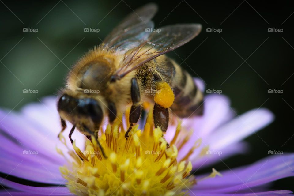 Honey bee