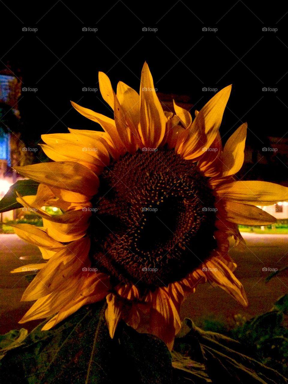 Sunflower at night 