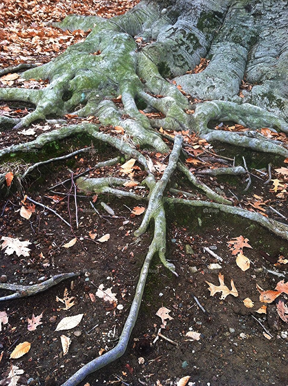 Tree roots