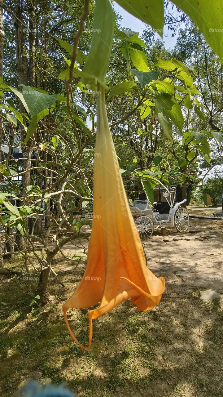 Poisonous datura flower, do not eat