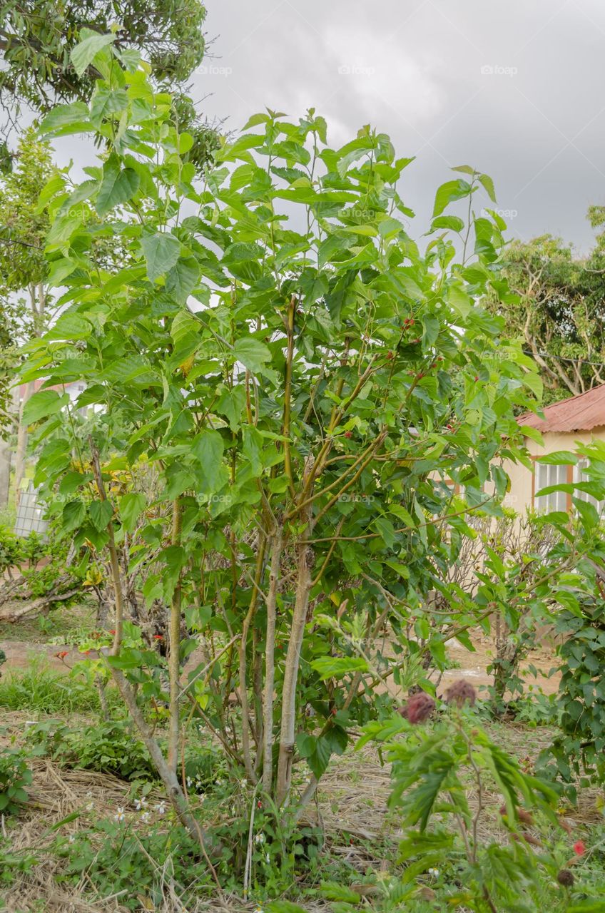 Mulberry Tree