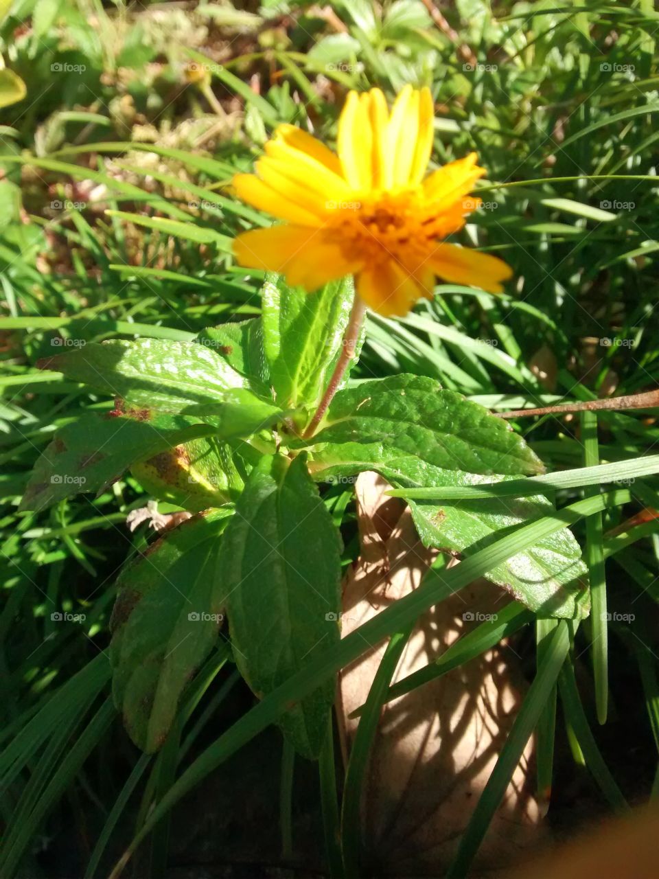 yellow flor