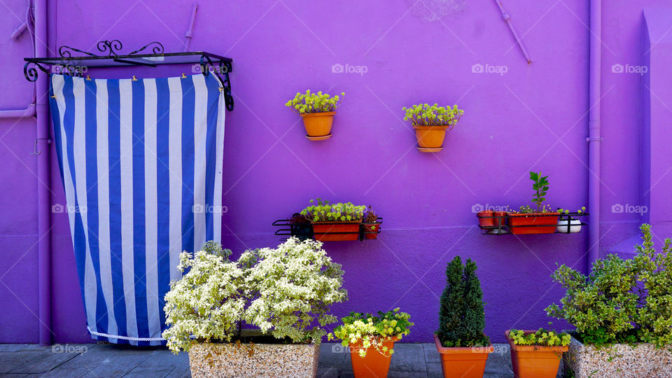 Potted plant by wall in Burano, Venice, Italy