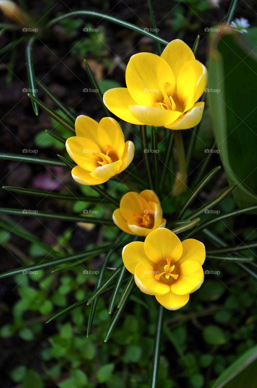 yellow crocus spring flowers