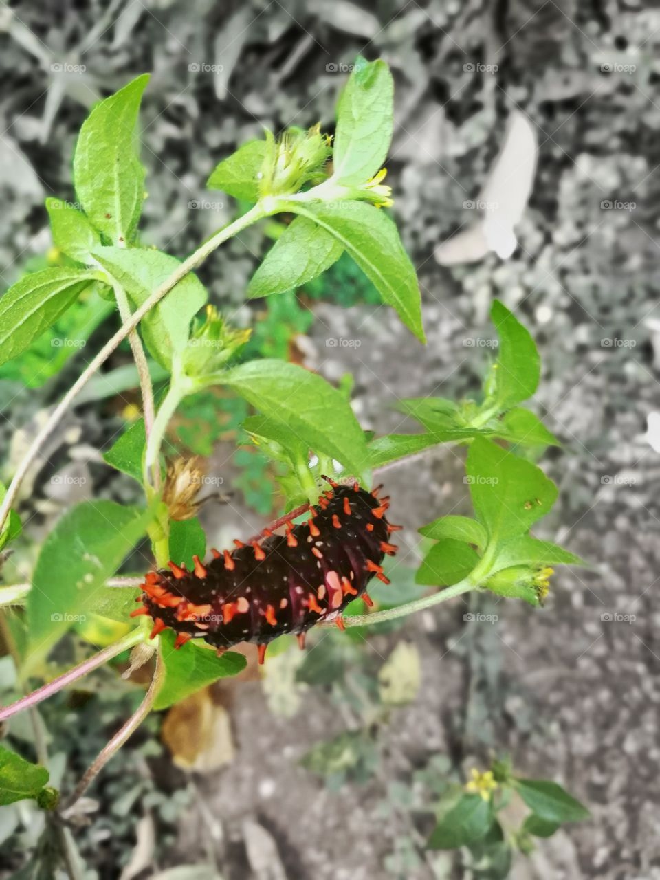caterpillar