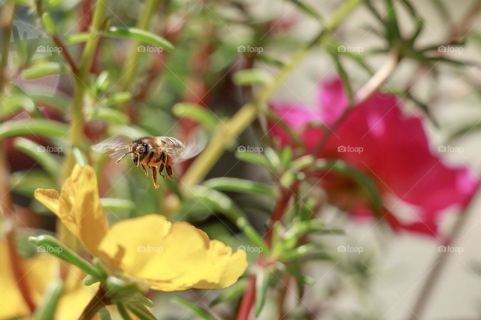 Flying bee over the colourful plant