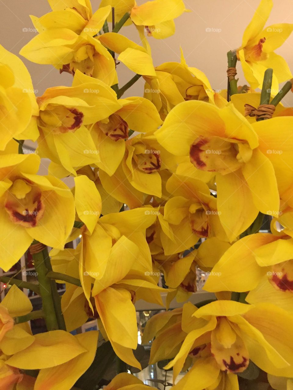 Yellow Flowers in Hong Kong