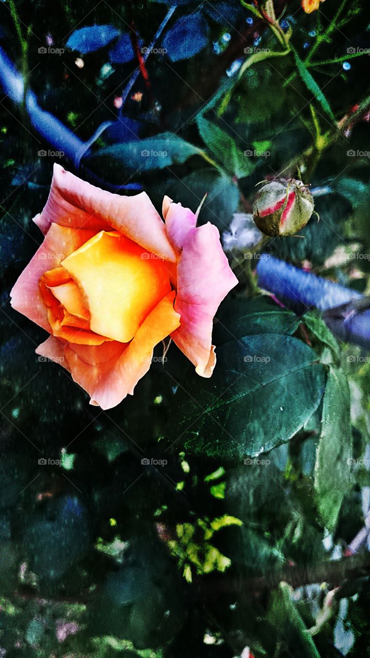 The Smell of The Rose