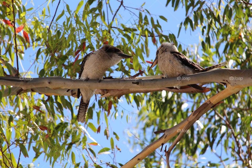 Two kookaburras having a rest in the gumtree