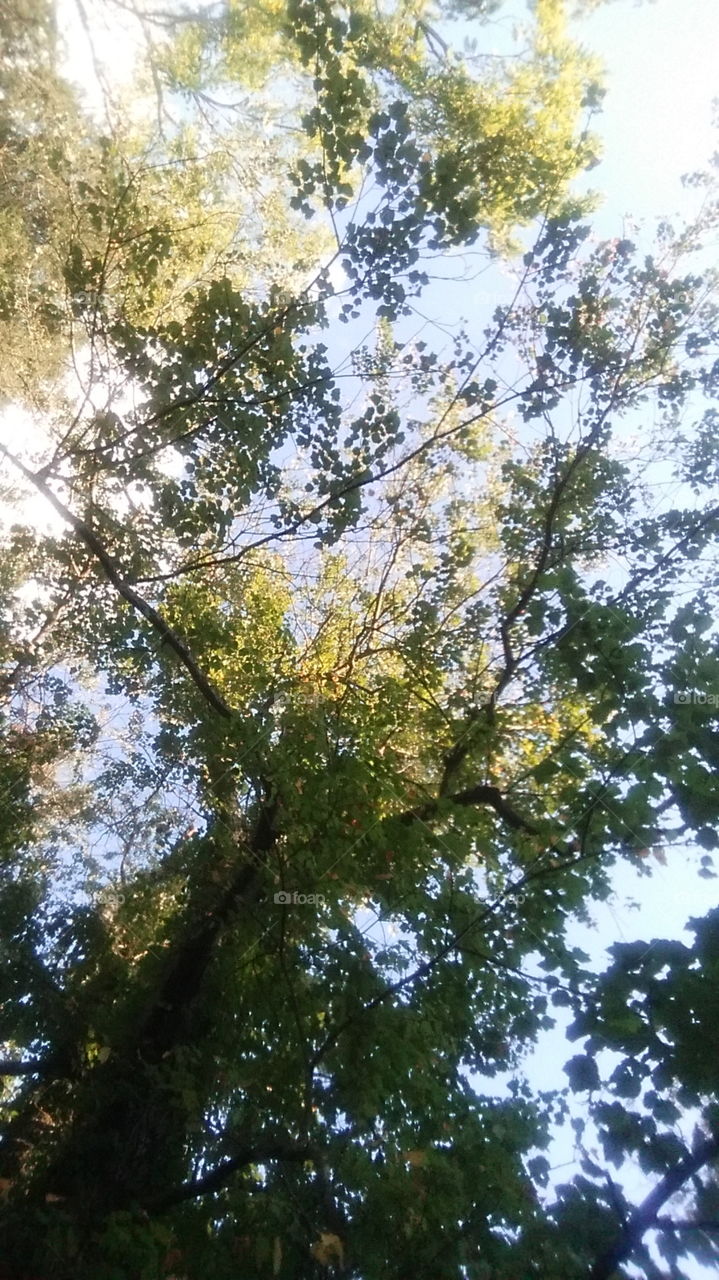tree tops. looking up at afternoon sky and beautiful trees