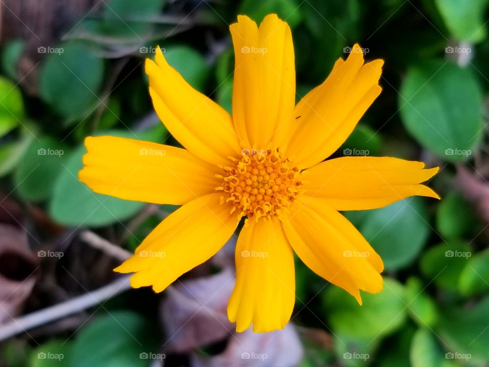 Beautiful yellow flower