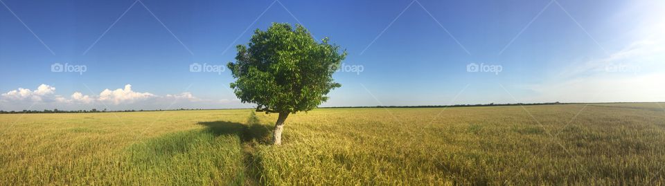 A tree grows in an isolated field | a tree that grows by itself in the middle of the rice field | it’s very powerful explaining and represent of the identity of human affection of stand strong | Inspiration image . 