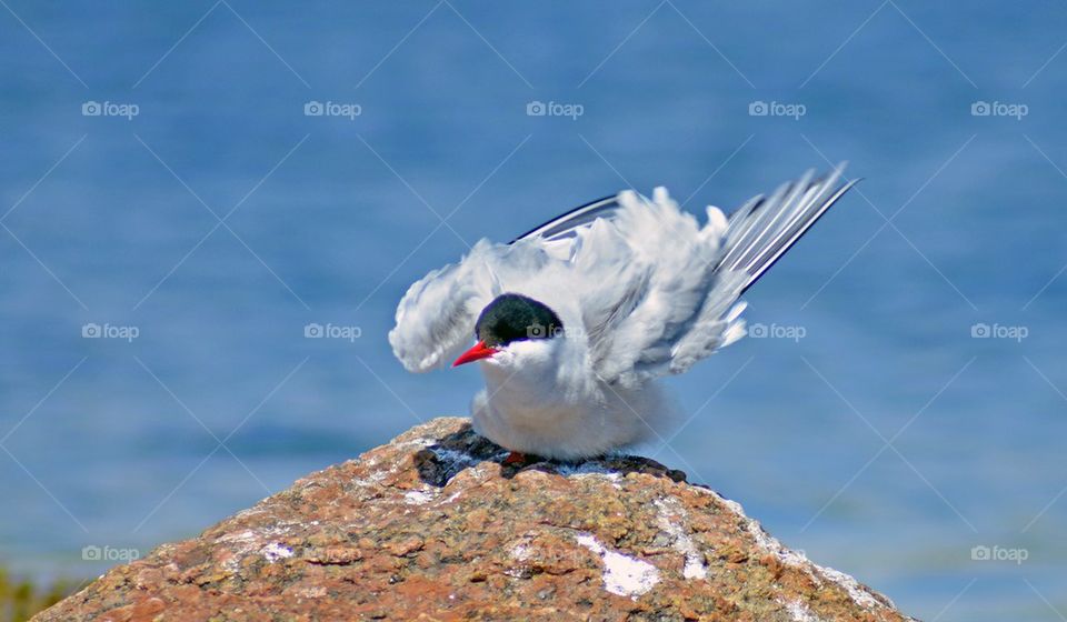 Shivering Tern
