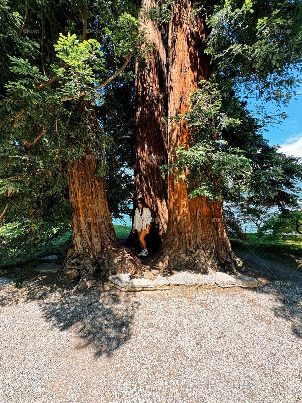 Beautiful giant tree in the lake gardens Bellagio Italy